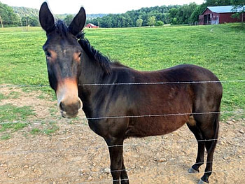 Gelded 2 Yr Old Mule, Rural, Tennessee, Horses, Mule HD wallpaper