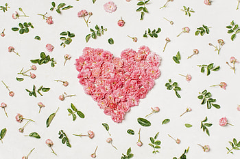 Heart, pink flowers, leaves HD wallpaper