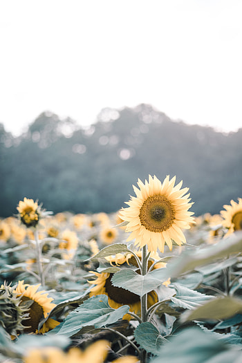 Plants, Flowers, Sunflowers, Bloom, Flowering, Field HD phone wallpaper