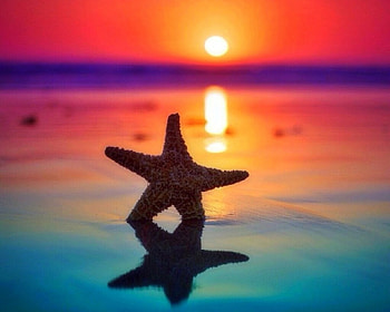 Starfish on the beach, Beach, Dawn, Colorful, Starfish HD wallpaper