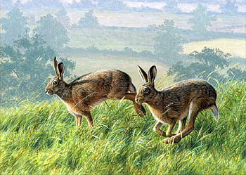 We'll be gone soon, trees, run, grass, rabbits HD wallpaper