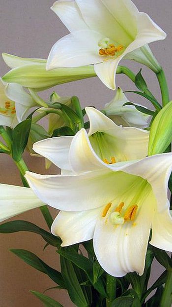 Lily, Adorable Flower HD phone wallpaper