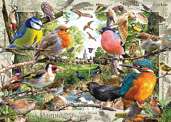 Birds, summer, david penfound, blue tit, bird, pasare, luminos, kingfisher, vara HD wallpaper