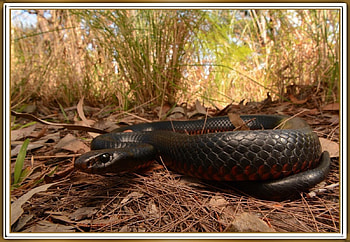RED BELLIED BLACK SNAKE, REPTILE, NATURE, SNAKE HD wallpaper