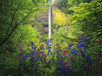 falls behind, plants, trees, waterfall, nature, flowers HD wallpaper