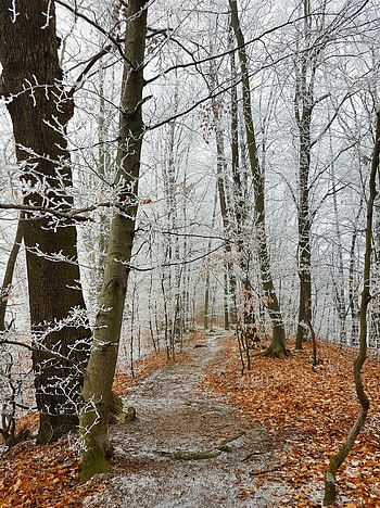 Winter, Nature, Trees, Forest, Path, Hoarfrost, Frost HD phone wallpaper