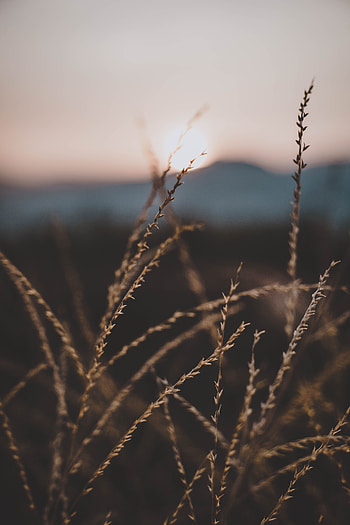 Grass, Cones, Plant, Macro, Close-Up, Spikelets, Stems HD phone wallpaper