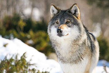 Animals, Predator, Wolf, Sight, Opinion, Animal HD wallpaper
