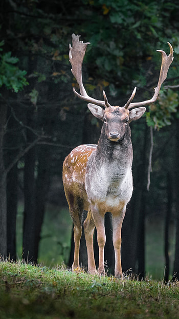 Cute deer, Forest animals, Adorable creature, Nature's charm HD phone wallpaper