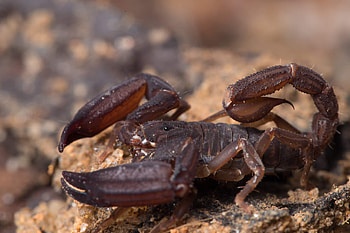 The ghost, Scorpions HD wallpaper