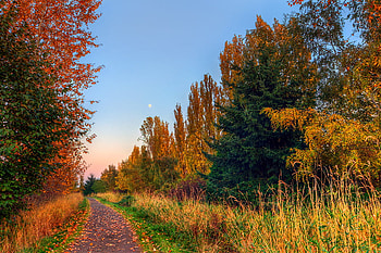 terra_nova, way, trees, colors, autumn, nature, grass HD wallpaper