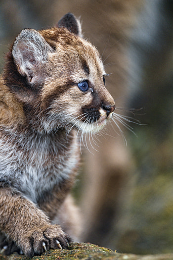 Animals, Young, Kitty, Kitten, Nice, Sweetheart, Joey HD phone wallpaper