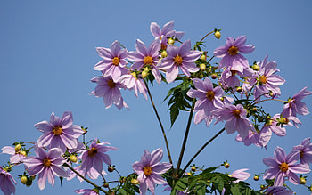 Flowers, Sky, Height, Clear, I See, Stems HD wallpaper