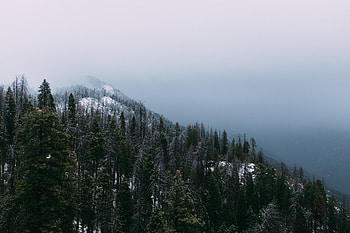 Nature, Trees, Snow, Mountain, Vertex, Top, Forest, Fog HD wallpaper