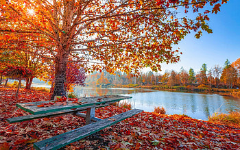 Lakeside Autumn Table Amid Fallen Leaves, fall, autumn leaves, nature, landscape, table HD wallpaper