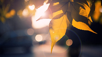 Autumn, Macro, Shine, Light, Sheet, Leaf, Branch HD wallpaper