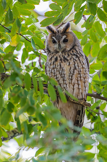 Animals, Leaves, Owl, Branches, Predator HD phone wallpaper