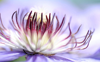 Flower, Macro, Light, Petals, Light Coloured HD wallpaper