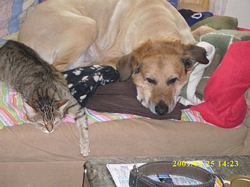 friends, danny, tiere HD wallpaper