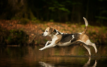 Beagle, Beagle , Background , Beagle HD wallpaper