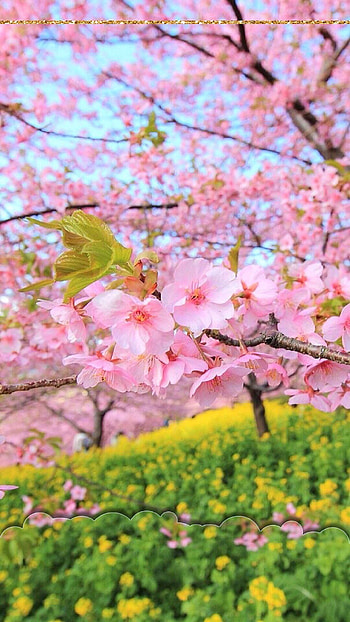 Spring Background, Blossom HD phone wallpaper