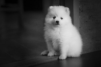 Fluffy Puppy Charm in Stunning, Animal, puppy HD wallpaper