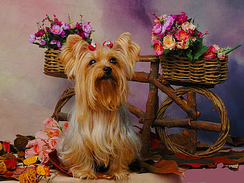 Dog and flowers, sweet, dog, basket, colorful, puppy, cute, adorable, flowers HD wallpaper