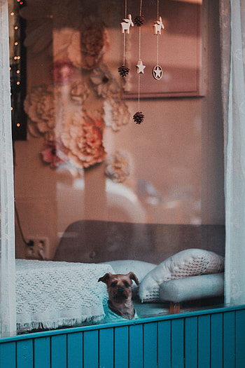 Animals, Dog, Pet, Window, Nice, Sweetheart HD phone wallpaper