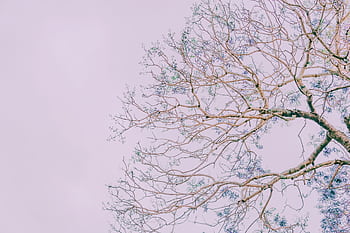 Abstract depiction of a tree with bare branches against a pastel-colored sky, highlighting nature's intricate patterns. HD wallpaper