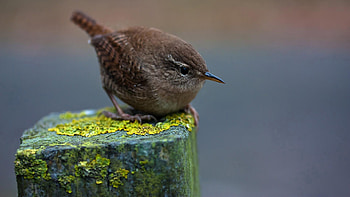 Animals, Beak, Moss, Column, Little Bird, Birdie HD wallpaper