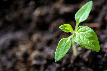 Vibrant close-up of a young tomato seedling sprouting in the soil. HD wallpaper