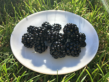 Food, Grass, Blackberry, Berry, Plate HD wallpaper
