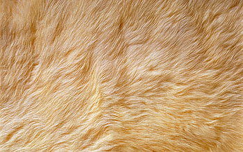 Animal fur, Natural textures, Wild patterns, Textured backgrounds HD wallpaper