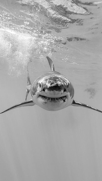 Quality shark backgrounds, Top best quality, Shark top, Best quality shark HD phone wallpaper