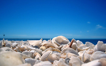 Nature, Sky, Beach, Shells, Shore, Bank HD wallpaper