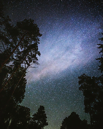 Trees, Stars, Night, Dark, Starry Sky HD phone wallpaper