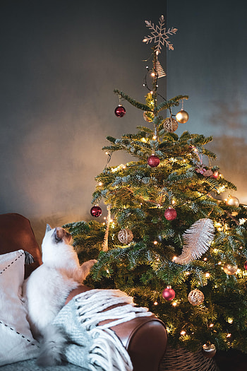 Holidays, New Year, Decorations, Cat, Christmas, Christmas Tree HD phone wallpaper