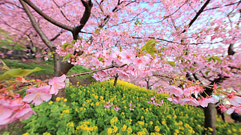 Beautiful Spring!, pink, trees, beautiful, nature, spring HD wallpaper