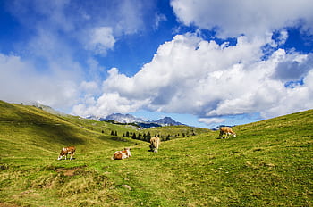 Peaceful alpine meadow with cows grazing under a vibrant blue sky. Tranquil rural landscape. HD wallpaper