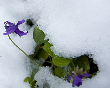 Violets In The Snow, color, violets, snow, growth HD wallpaper