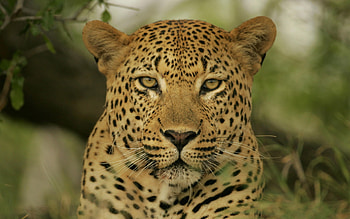 He`s watching!, cat, watching, big cat, handsome HD wallpaper