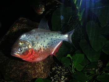 Piranha Attack, piranha, fierce, fish, mean HD wallpaper