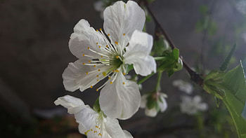 Cherry Tree, Cherry blossoms ultra, , Nature HD wallpaper