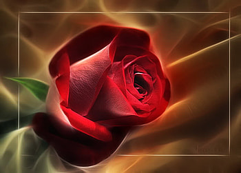 Rose, fractal, 3d, red HD wallpaper