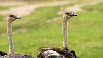 Ostrich , Animal hq ostriches, Feathered giants, Wildlife graphy HD wallpaper