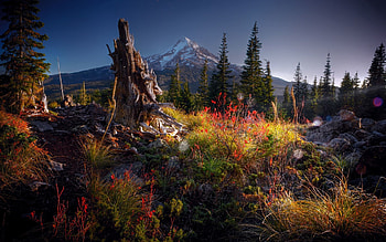 Nature, Grass, Stones, Vertex, Top, Wood, Tree, Vegetation, Shrubs, Stump, Ate, Snag HD wallpaper