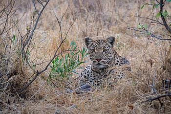 Animals, Savanna, Leopard, Predator, Big Cat HD wallpaper