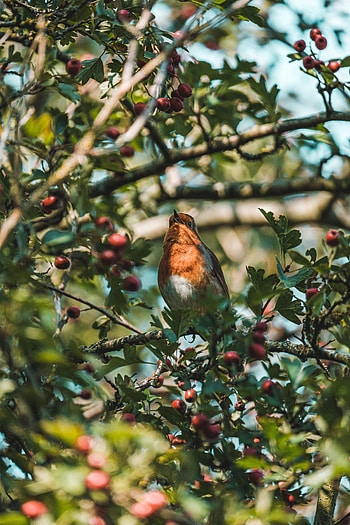Animals, Berries, Bird, Branches HD phone wallpaper