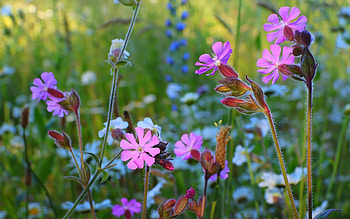Meadow Flowers, meadow, nature, flowers, wilde HD wallpaper