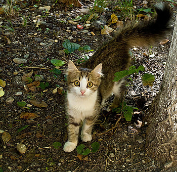 curiosity, sweet, kitten, cat, nature HD wallpaper